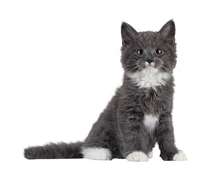 Adorable blue with white Maine Coon cat kitten, sitting up side ways. Looking straight to camera with chubby cheeks and moustache markings. Isolated cutout on a transparent background.