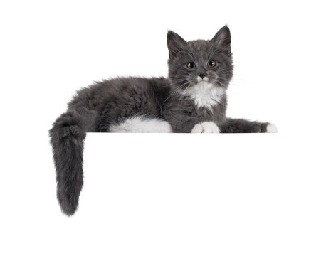 Adorable blue with white Maine Coon cat kitten, laying down side ways on edge. Looking straight to camera with chubby cheeks and moustache markings. Isolated cutout on a transparent background.