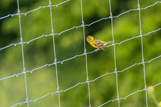 Adult male European serin on a fence