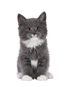 Adorable blue with white Maine Coon cat kitten, sitting up facing front. Looking straight to camera with chubby cheeks and moustache markings. Isolated cutout on a transparent background.