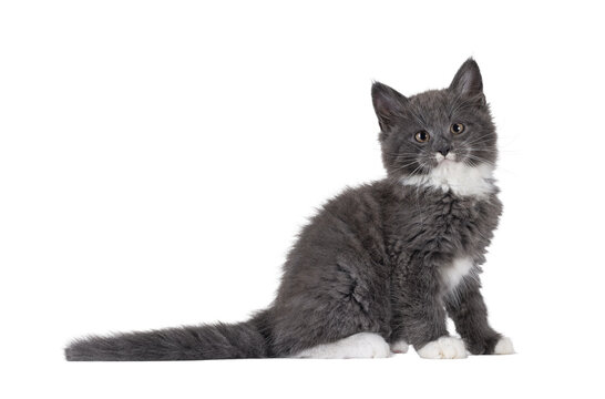 Adorable blue with white Maine Coon cat kitten, sitting up side ways. Looking straight to camera with chubby cheeks and moustache markings. Isolated cutout on a transparent background.