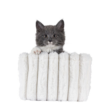 Adorable blue with white Maine Coon cat kitten, sitting in white pluche basket. Looking straight to camera with chubby cheeks and moustache markings. Isolated cutout on a transparent background.