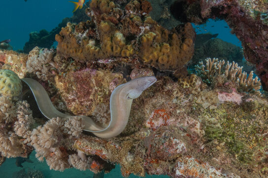 Moray eel Mooray lycodontis undulatus in the Red Sea, Eilat Israel
