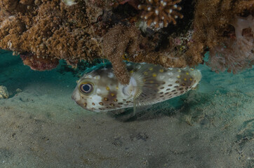 Obraz premium Fish swimming in the Red Sea, colorful fish, Eilat, Israel 