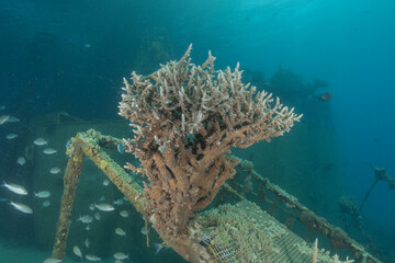 Coral reef and water plants in the Red Sea, Eilat, Israel  © yeshaya