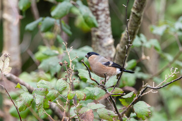 Obraz premium Adult female bullfinch perched on a twig