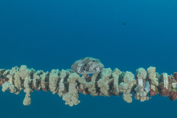 Coral reef and water plants in the Red Sea, Eilat, Israel  © yeshaya