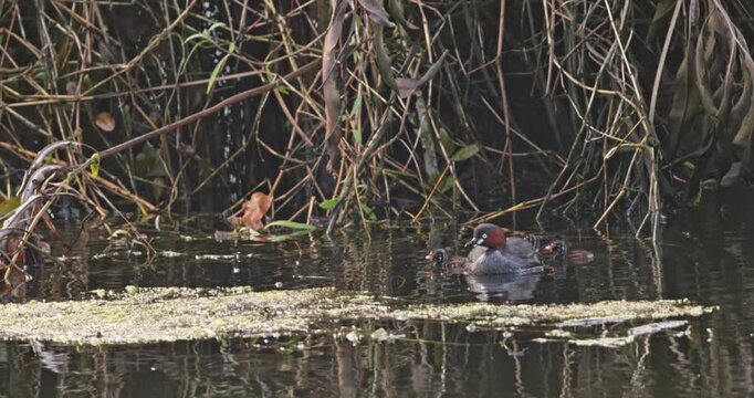 Little grebe Tachybaptus ruficollis swimming with chicks in pond. Family behavior in wetland habitat, natural wildlife documentary, slow motion.