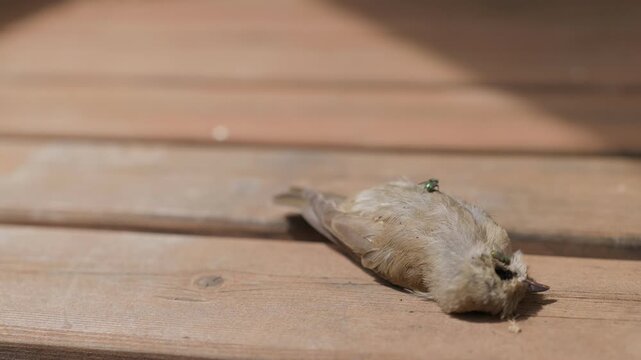 A dead bird and green flies on the wooden floor