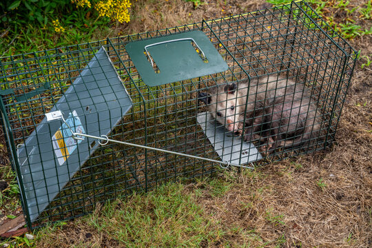 Wide shot  of Nuisance Possum Captured in Live Trap in Backyard Garden