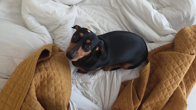 cachorros a vontade em casa 