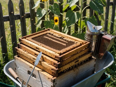 Beekeeping hive frames and smoker in wheelbarrow