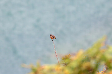 Obraz premium Stonechat perched on a tall stem