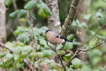 Obraz premium Adult female bullfinch perched in a hedge