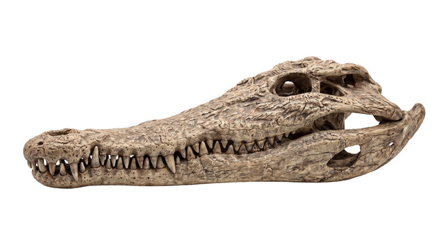 Ancient crocodile skull fossil, weathered alligator head bone with sharp teeth, prehistoric reptile skeleton artifact for education isolated PNG with Transparent Background