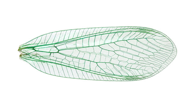Transparent green lacewing wing with intricate vein patterns, delicate insect wing anatomy, macro view of translucent bug wing isolated PNG with Transparent Background