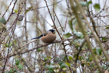 Obraz premium Adult female bullfinch feeding in brambles