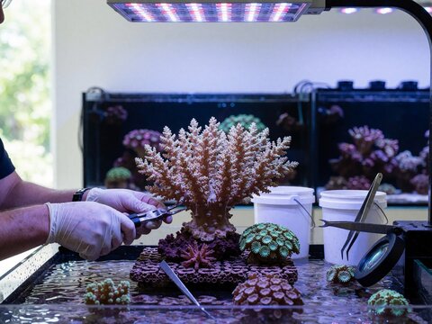 Scientist trimming coral frag with pliers in a nursery