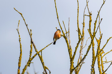 Obraz premium Adult bullfinch perched high in a treetop