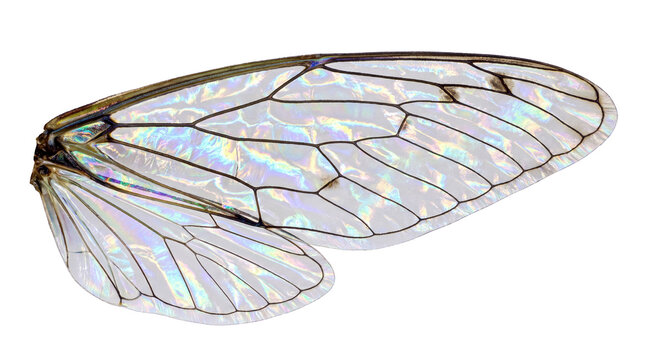 Iridescent cicada wing with intricate vein patterns, translucent insect wing macro, shimmering gossamer texture for biology study isolated PNG with Transparent Background