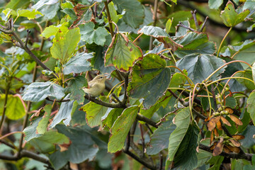 Obraz premium Willow Warbler perched in a tree