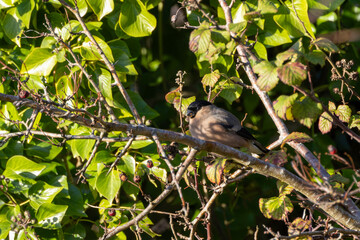 Obraz premium Adult female bullfinch in dappled foliage