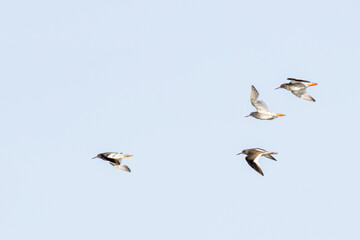 Obraz premium Common Redshanks in flight