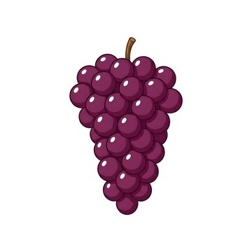 Bunch of purple grapes vector illustration isolated on white background