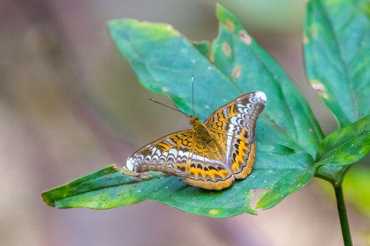 butterfly on leaf