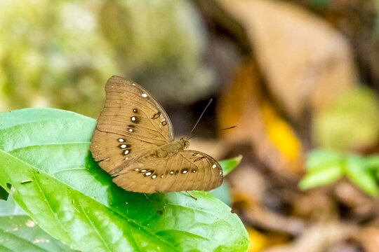 butterfly on leaf
