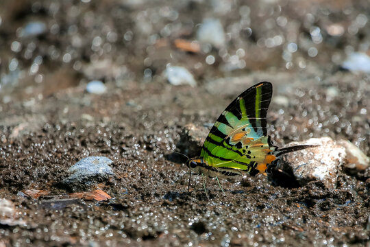 butterfly on the ground