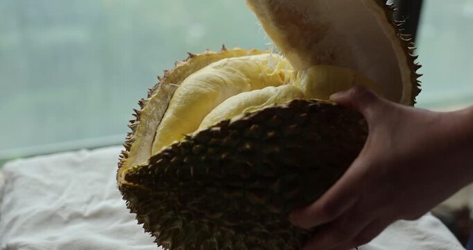 A fresh peeled ripe durian  