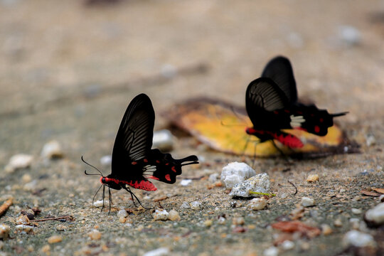 butterfly on the sand