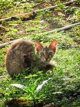 A Cute Tabby Stray Cat Hiding in the Green Grass Outdoors