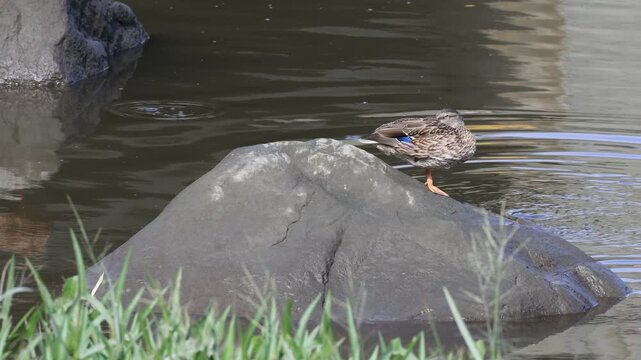 canard colvert au repos