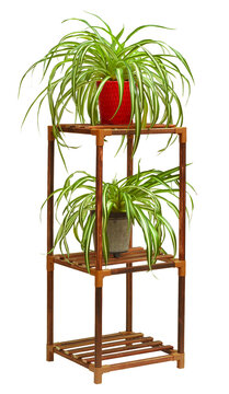 Three‑tier wooden plant stand with spider plants display.