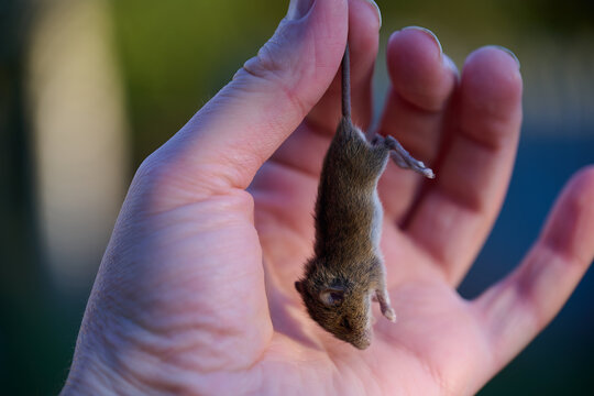 little dead mouse hunted by cat