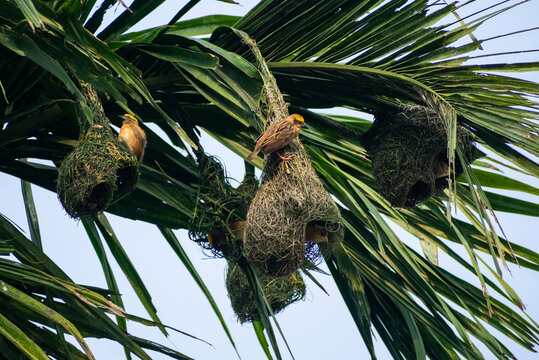 Baya weavers weaving nest