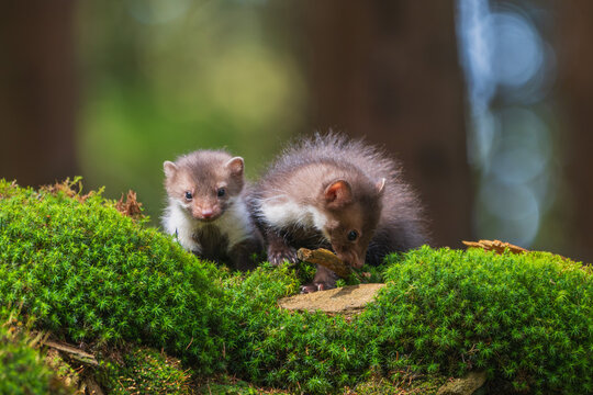 Two cute young pine marten pups (Martes martes) exploring a mossy rock in a wild forest context with a beautiful soft blurred background.