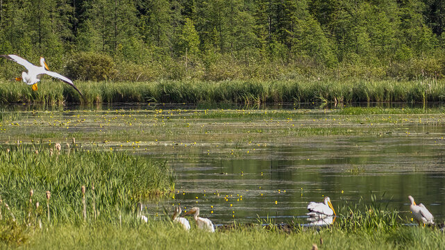 American White Pelicans on Calm Amiskowan Lake Surrounded by Lush Wetland Vegetation in Prince Albert National Park, Canada