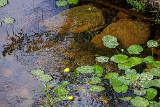 Yellow Water Lily  (Nuphar Variegata) Buds and Green Lily Pads Among Rocks in Clear Pond Water