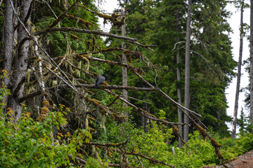 Obraz premium A raven perched on a mossy tree limb near the town of Hoonah, Alaska.