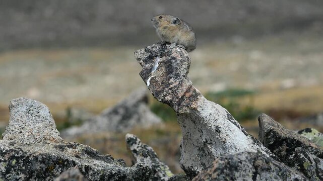 American Pika Climbing Rock and Calling in Colorado Rocky Mountain Alpine Tundra