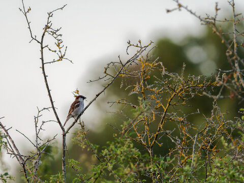 Moineau domestique m&acirc;le (Passer domesticus) perch&eacute; sur une branche au milieu d'un buisson