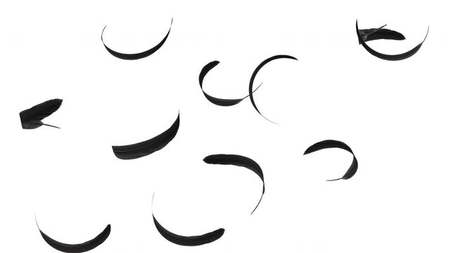 Black minimalist feathers falling and floating on white background