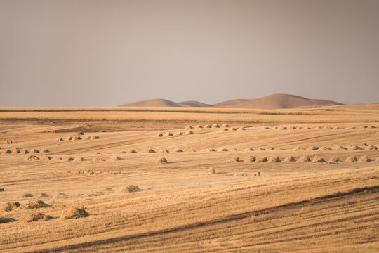 Agricultural fields with yellow mown grass at sunset in Tajikistan. Haystacks are made from dry grass. Warm landscape, evening panorama, and view of fields