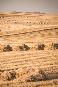 Agricultural fields with yellow mown grass at sunset in Tajikistan. Haystacks are made from dry grass. Warm landscape, evening panorama, and view of fields