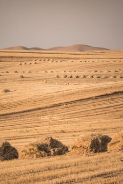 Agricultural fields with yellow mown grass at sunset in Tajikistan. Haystacks are made from dry grass. Warm landscape, evening panorama, and view of fields