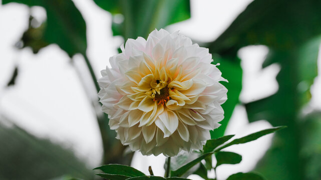 Detailed close-up photograph of a blooming white Dahlia (Dahlia pinnata) flower with a soft yellow core, surrounded by natural green foliage.