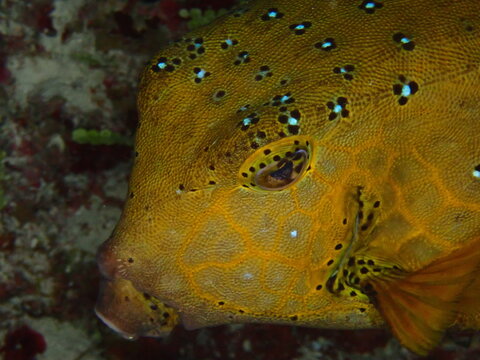 Close Up Portrait of Male Whitespotted Boxfish